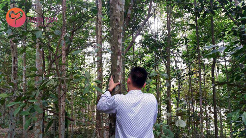 Mở rộng cơ hội sử dụng trầm hương cho người Việt