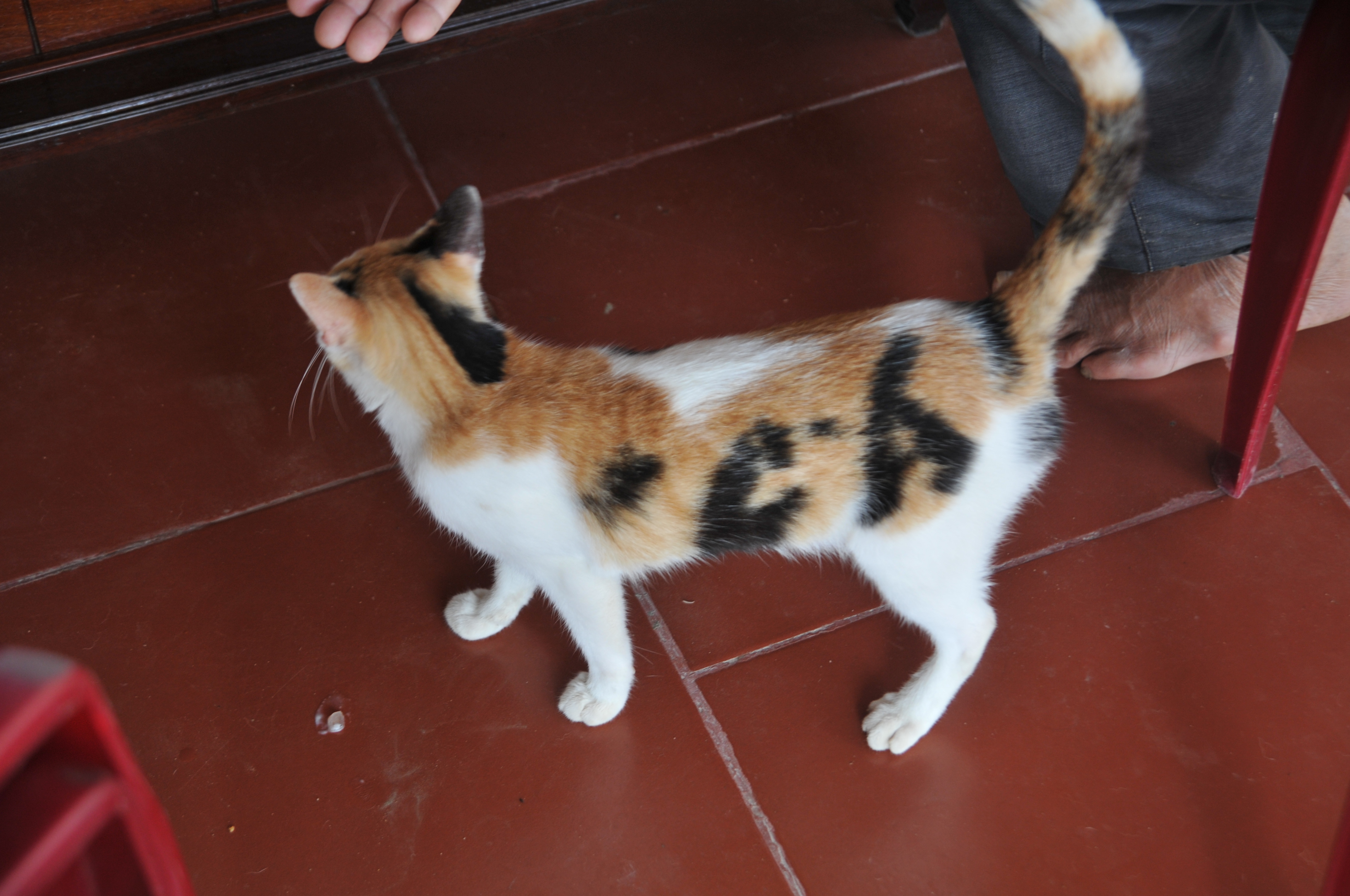 Xôn xao với chú mèo có 'bớt' hình chữ ‘cá’ độc đáo