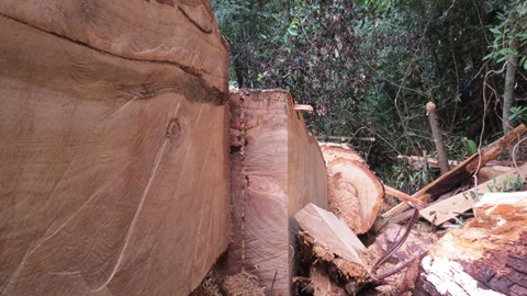 Vụ phá rừng pơ mu ở Nghệ An: Khởi tố 2 cán bộ kiểm lâm