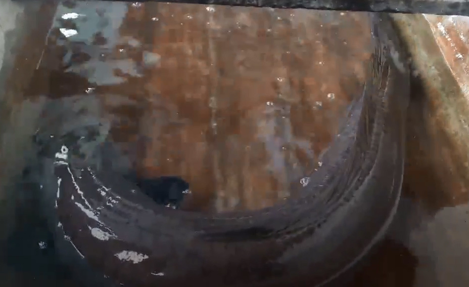 Con cá chình dài 1,2 mét giá 5 triệu: Mua rồi phóng sinh