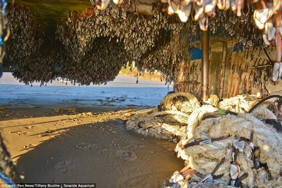 Hải sản bám đầy 'tàu ma' Nhật dạt vào Mỹ