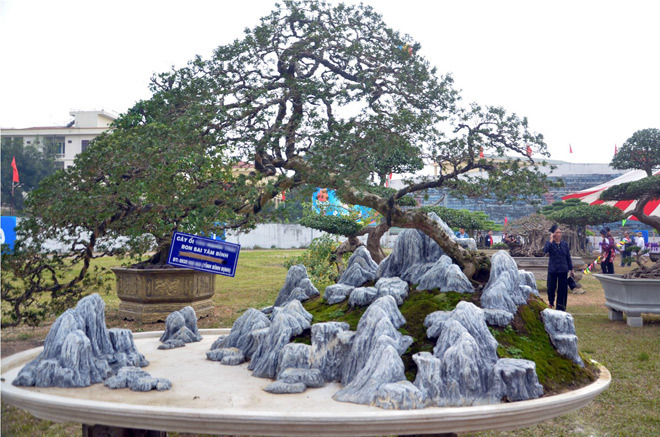 Cây ổi trăm tuổi, dáng 'bay' giá nửa tỷ đẹp cỡ nào?