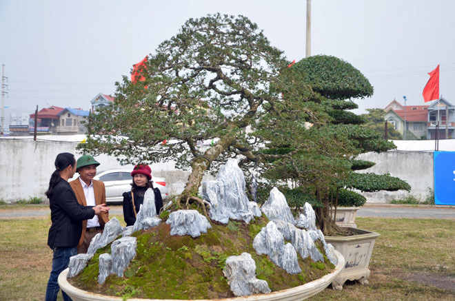 Cây ổi trăm tuổi, dáng 'bay' giá nửa tỷ đẹp cỡ nào?