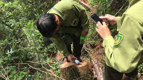 Nghệ An kỷ luật đảng quyền trưởng đồn biên phòng vụ phá rừng
