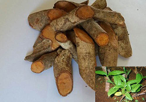 Cây Tơm Trơng - “trợ thủ” mới của người bệnh gút