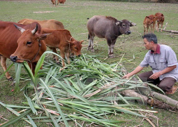 Phê duyệt kết quả rà soát hộ nghèo, hộ cận nghèo năm 2016
