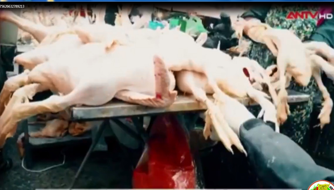 Vịt cỏ thịt sẵn '3 con chỉ 100 nghìn đồng' không rõ nguồn gốc từ đâu?