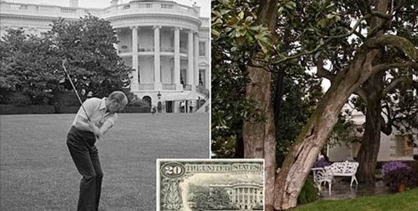 Bà Trump ra lệnh chặt cây được in trên tờ 20 đôla