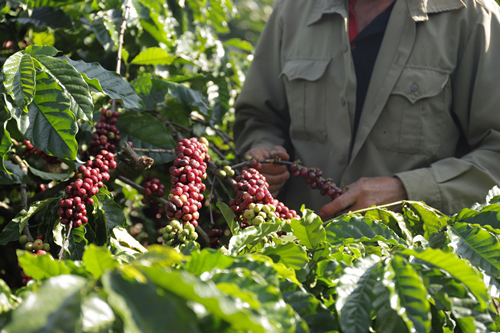 Có NESCAFÉ Plan, nông dân nâng chất cà phê Việt