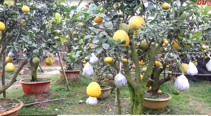 Mục sở thị cây cho 10 loại quả của lão nông Hà Nội