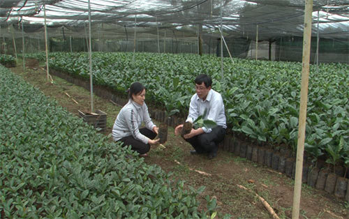 VnSAT chứng nhận cho 21 vườn ươm giống cà phê đạt chuẩn