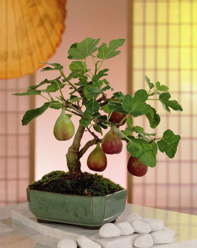 10 chậu bonsai cây ăn trái mini siêu đẹp dùng trang trí nhà dịp Tết
