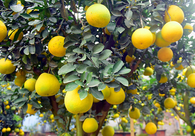 Ngắm cây bưởi 300 quả giá trăm triệu chờ khách chơi Tết