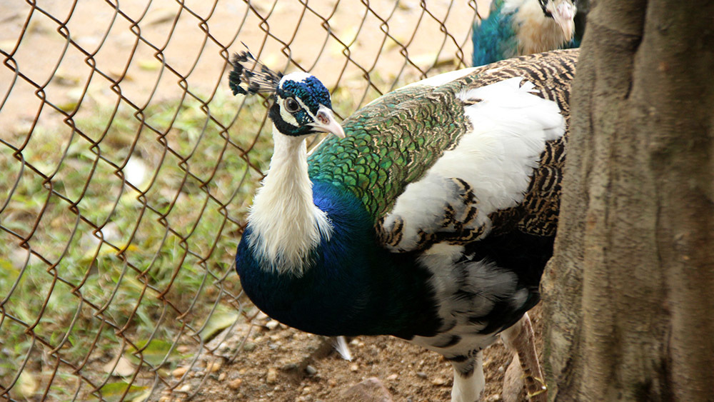 Chim công ngũ sắc đột biến giá hàng chục triệu