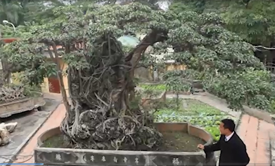 Doanh nhân đổi 8 lô đất ở Thủ đô lấy cây sanh cổ nhất châu Á