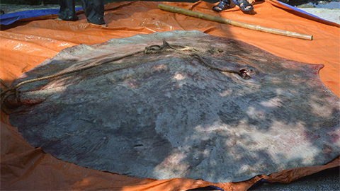 Bắt được quái ngư đáng sợ: Nặng 220 kg, 100 năm mới thấy 1 lần