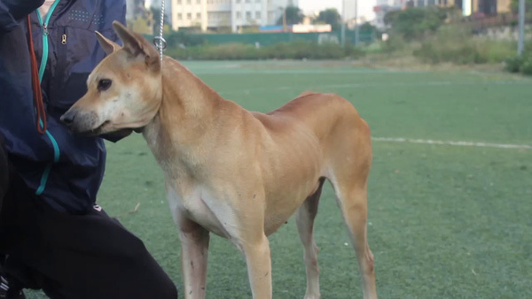 Mục sở thị trang trại nuôi chó Phú Quốc bạc tỷ ở Hà Nội