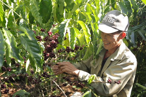 Phát triển nông nghiệp bền vững: Kinh nghiệm từ NESCAFÉ Plan