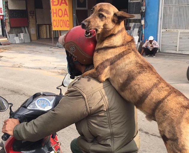 Chú chó ngồi sau xe máy lè lưỡi cực yêu 