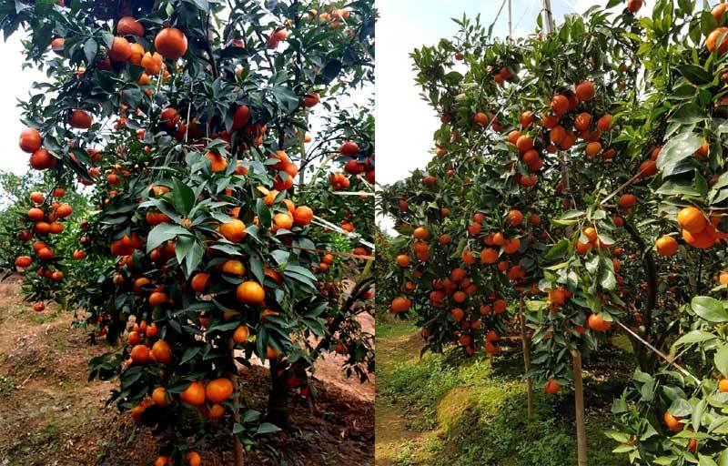 Bỏ phố thị về cuốc đồi: Anh nông dân đón Tết hơn 3 tỷ đồng