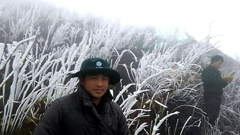 Sa Pa: Cây cỏ đông cứng trong băng giá