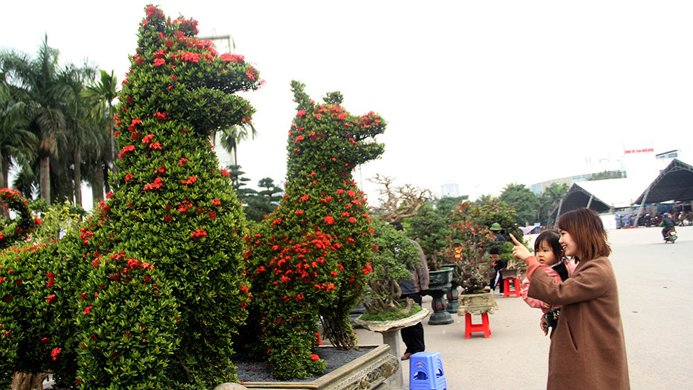 Cặp 'song khuyển uyên ương' vượt nghìn cây số khoe dáng giữa Thủ đô