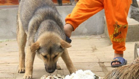 Bé trai bị 2 con chó béc giê lao vào cắn xé, đứt khí quản