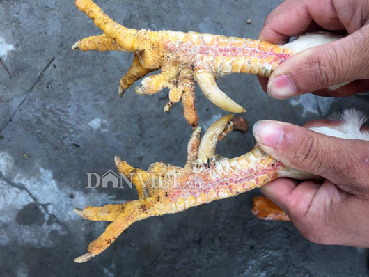 'Độc kê' 10 cựa và những 'quái gà' siêu lạ gây xôn xao