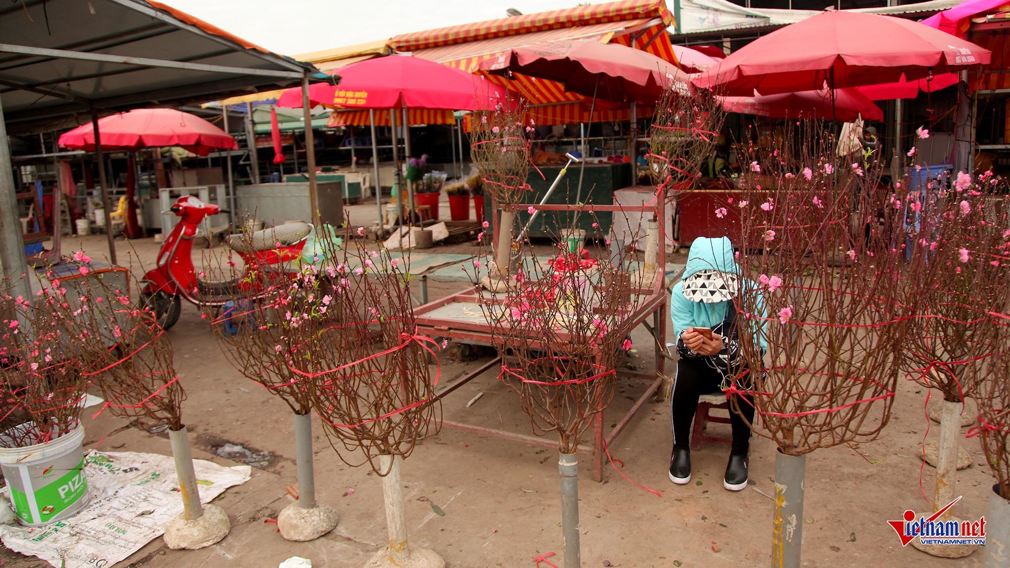 Ngắm đào Nhật Tân khoe sắc sớm trên phố Hà Nội