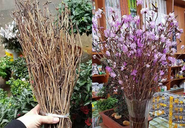 'Đỗ quyên ngủ đông': Bó củi khô gây cơn sốt Tết 2018