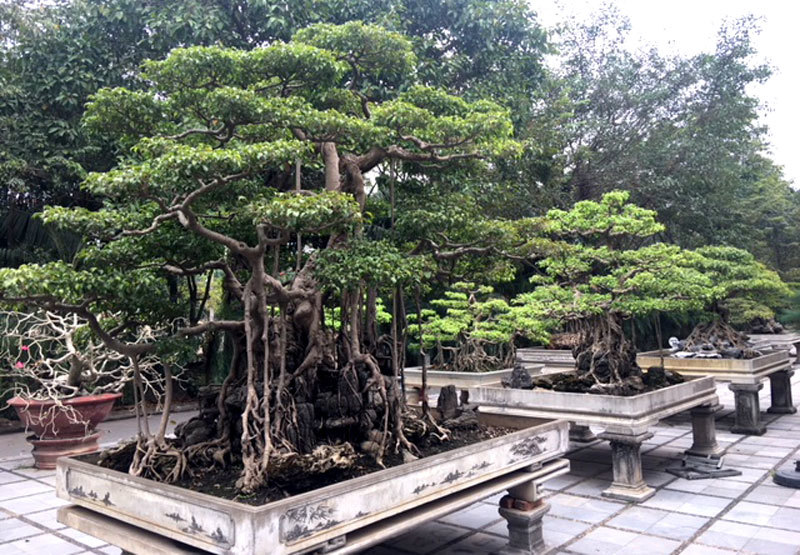 Cây cảnh trăm tỷ hiếm có trong vườn đại gia Hà thành