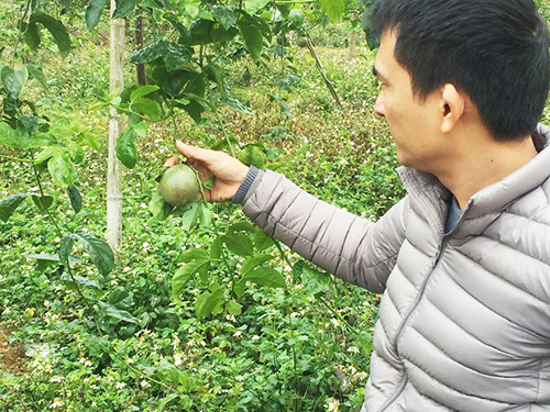 ‘Giải cứu’ cây chanh leo tại Quế Phong, Nghệ An