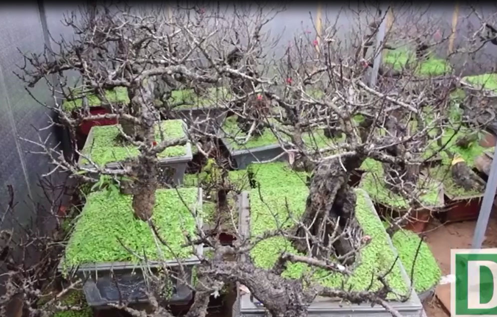 Đào tiến vua 10 triệu đồng/ bông, đại gia xếp hàng trước Tết cả tháng