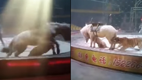 Hổ cắn xé ngựa bạch ngay trên sàn diễn xiếc thú gây sốc
