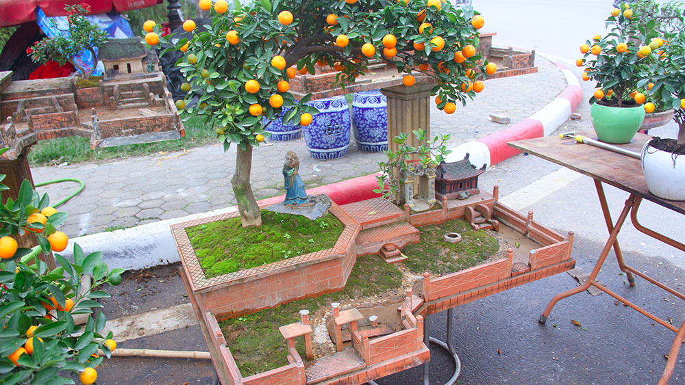 quất tiểu cảnh Nam Định