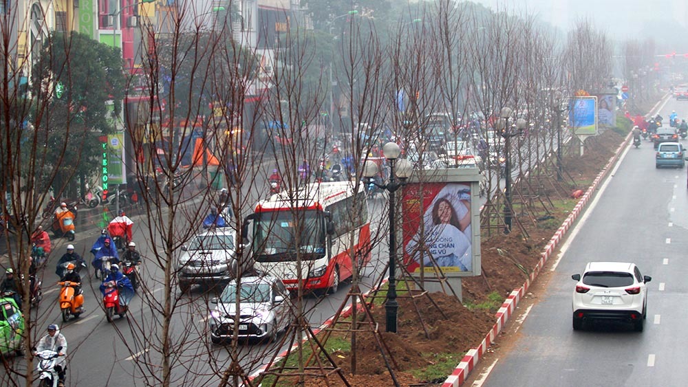 Hà Nội trồng hàng trăm cây phong lá đỏ giữa phố lớn