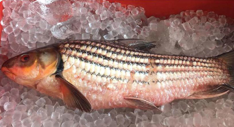 Nồi cá kho 12 triệu đồng: Đặc sản chài sóc ăn Tết đỡ ngán