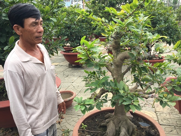 Chủ vườn Sài Gòn kể về thú chơi mai Tết của đại gia