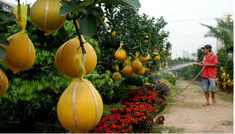 Đã mắt với bưởi diễn 30 triệu/cây bán dịp tết ở Sài Gòn