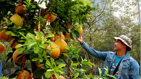 Bưởi Diễn vào Sài Gòn: 30 triệu đồng/cây trưng Tết