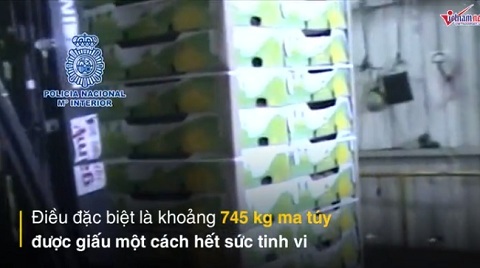 Giấu hàng trăm cân ma túy trong... những quả dứa