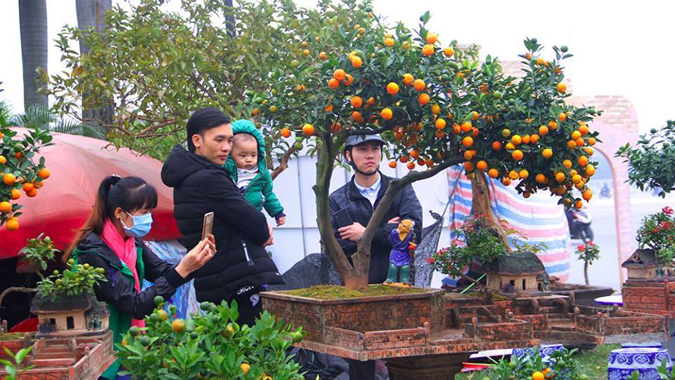 Cây đa, giếng nước, sân đình lấp ló dưới cây quất 'khổng lồ'