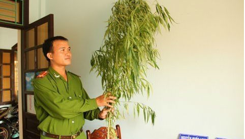 Người đàn ông quốc tịch Mỹ trồng cần sa trong nhà