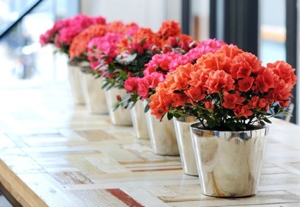 Hoa đỗ quyên hot quá và đây là '1001' cách decor nhà cực lãng mạn với loài hoa này