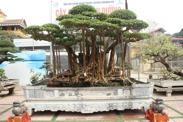 Đại gia Hà Nội chi 5 tỷ 'mua đứt' cây sanh bậc nhất Việt Nam