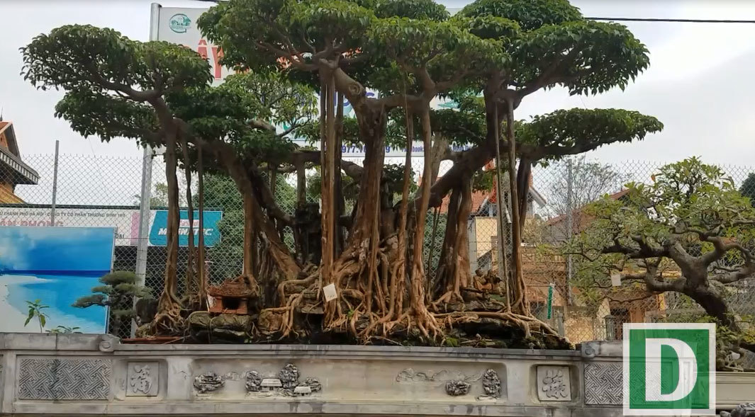 Đại gia Hà Nội chi 5 tỷ 'mua đứt' cây sanh nổi tiếng bậc nhất Việt Nam