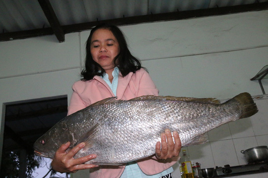 Bắt được cá lạ nghi sủ vàng quý hiếm dài gần 1m