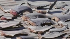 ĐSQ VN tại Chile: Vây cá mập do người nhà cán bộ mua ở chợ