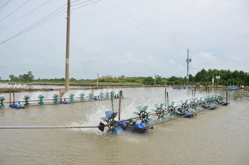Mô hình tiết kiệm điện trong nuôi tôm tại Sóc Trăng
