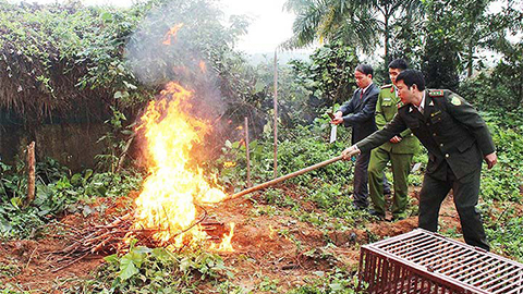 Thực hư chim quý hiếm bị tiêu hủy ở Quảng Ninh